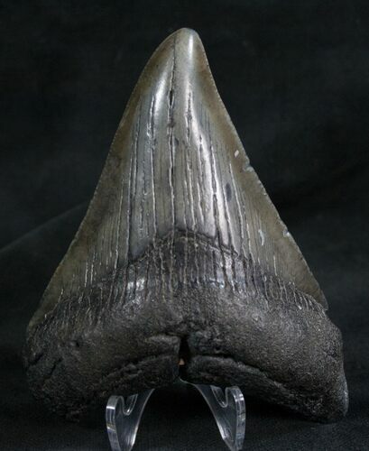 Megalodon Tooth - Georgia River Find #7832